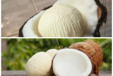 Jarang Diketahui, Kentos Kelapa Ternyata Punya Banyak Khasiat untuk Kesehatan