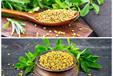 Khasiat Biji Fenugreek untuk Tubuh: Rahasia Alami Menjaga Pencernaan dan Stabilkan Gula Darah