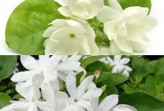  Waw Baru Tahu 7 Manfaat Bunga Melati, Yuk Simak!