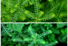 Khasiat Daun Meniran untuk Menjaga Daya Tahan dan Kesehatan Tubuh Secara Alami!