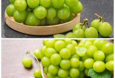 6 Khasiat Anggur Hijau untuk Kesehatan, Buah Segar yang Kaya Nutrisi dan Baik Dikonsumsi Setiap Hari