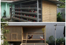 Inspirasi Kandang Ayam Pedaging Minimalis yang Praktis untuk Area Belakang Rumah
