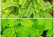 Rahasia Daun Saga untuk Meredakan Batuk: Begini Cara Aman Mengonsumsinya!