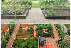 Lahan Terbatas Bukan Halangan! 8 Ide Kebun Sayur di Paving yang Subur dan Minim Kotor