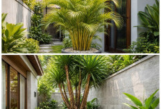 Rumah Makin Estetik! 6 Jenis Pohon Palem yang Bikin Hunian Minimalis Lebih Sejuk dan Kekinian